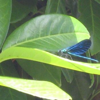 Fotografia intitulada "Libellule Bleue / B…" por Flora I., Obras de arte originais