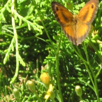 Φωτογραφία με τίτλο "Papillon Amaryllis…" από Flora I., Αυθεντικά έργα τέχνης