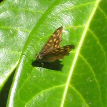 Fotografie mit dem Titel "Papillon Dircis / B…" von Flora I., Original-Kunstwerk