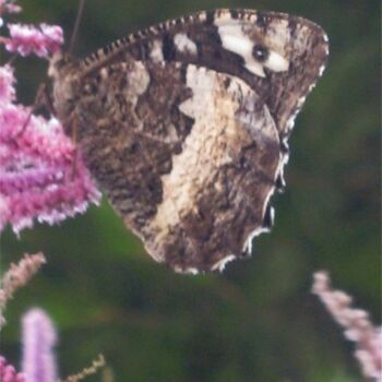 Fotografia intitulada "Papillon Silene / B…" por Flora I., Obras de arte originais
