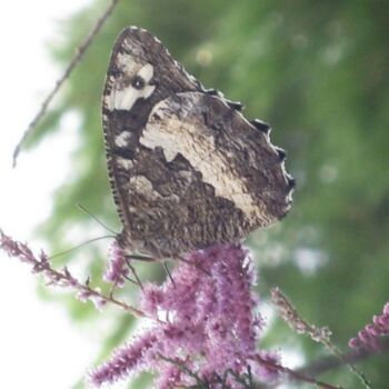 摄影 标题为“Papillon Silene / B…” 由Flora I., 原创艺术品