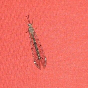 Fotografia intitulada "Photographie Insect…" por Flora I., Obras de arte originais