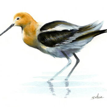 Pintura intitulada "Avocette américaine" por Florence Dellerie, Obras de arte originais, Óleo