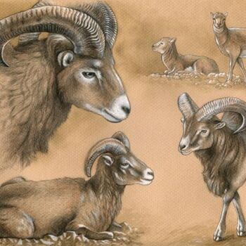 Peinture intitulée "Mouflon corse" par Florence Dellerie, Œuvre d'art originale