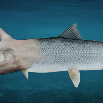 Digital Arts titled "Corgonus, poisson-m…" by Florence Ormezzano, Original Artwork, Digital Collage