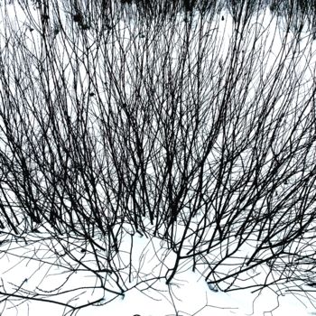 Photography titled "Ветки на фоне снега" by Fm_ Kirillav, Original Artwork