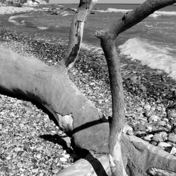 Photographie intitulée "Gestürzter Baum-Rüg…" par Folker Reinhold Peter Pritsch, Œuvre d'art originale, Photographie numériq…