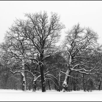 Photography titled "Winter im Park" by Folker Reinhold Peter Pritsch, Original Artwork, Digital Photography