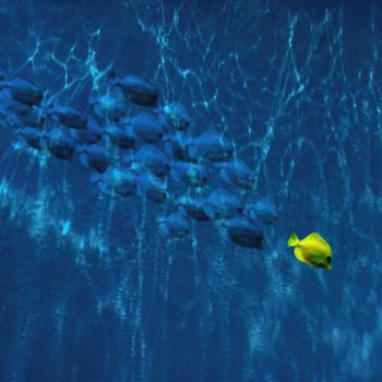 Photographie intitulée "paranoid fish" par Jean-Charles Folliet, Œuvre d'art originale, Photographie numérique Monté sur Alu…