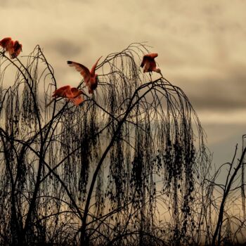 Photographie intitulée "Automne ibissal" par Jean-Charles Folliet, Œuvre d'art originale, Photographie numérique Monté sur A…