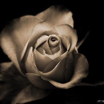 Fotografia intitulada "Just a rose" por Ilona Wellmann, Obras de arte originais