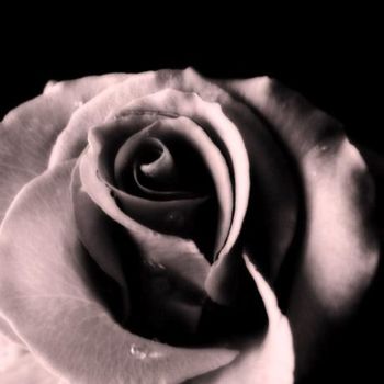 Fotografia intitulada "The beauty of a rose" por Ilona Wellmann, Obras de arte originais
