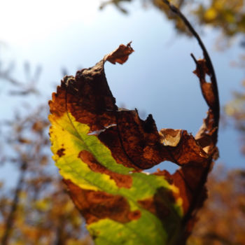 「Autumn...」というタイトルの写真撮影 Blikによって, オリジナルのアートワーク