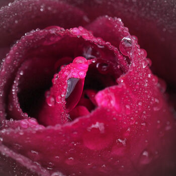 Photographie intitulée "Rose après la pluie…" par Florence Pouget-Landrieu, Œuvre d'art originale