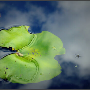 Photography titled "Les opposés.jpg" by Florence Pouget-Landrieu, Original Artwork