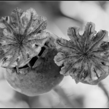 Photographie intitulée "Pavots.jpg" par Florence Pouget-Landrieu, Œuvre d'art originale