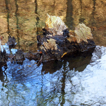 Photographie intitulée "Souche.jpg" par Florence Pouget-Landrieu, Œuvre d'art originale