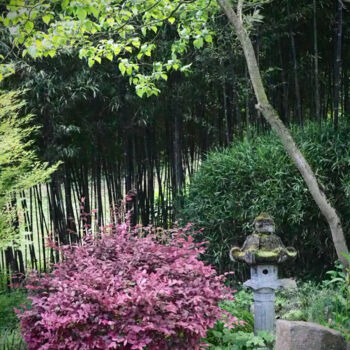 Fotografia intitulada "Jardin zen.jpg" por Florence Pouget-Landrieu, Obras de arte originais