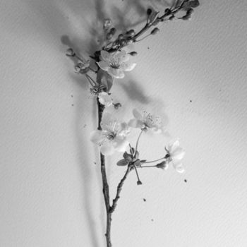 Photography titled "Bloom" by Francesca Guarnieri, Original Artwork, Digital Photography