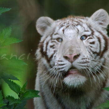 Photographie intitulée "Tigre blanc" par Francis Barrier, Œuvre d'art originale, Photographie numérique