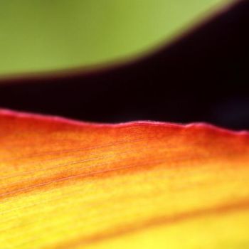 Photographie intitulée "vegetal magick 03" par Francis Alleyrangue, Œuvre d'art originale