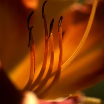 Fotografia intitolato "lotus015.jpg" da Francis Alleyrangue, Opera d'arte originale