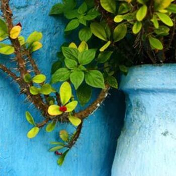 Photographie intitulée "fleurs 2" par Francis Vansteenwinckel, Œuvre d'art originale