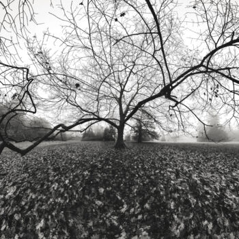 Fotografia intitolato "Black Tree" da Franck Charles, Opera d'arte originale, Fotografia digitale