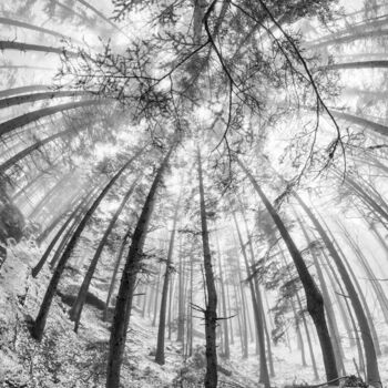 Photographie intitulée "Deep forest" par Franck Charles, Œuvre d'art originale, Photographie numérique