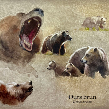 Painting titled "Ours bruns" by Franck Herete, Original Artwork, Watercolor