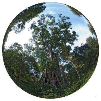 Fotografia intitulada "Gaia Banyan Jungle" por Franck Laharrague, Obras de arte originais