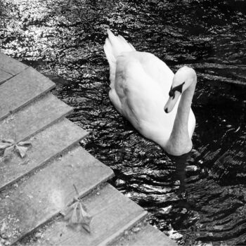 Photography titled "Cygne" by Franck Sanz, Original Artwork, Non Manipulated Photography