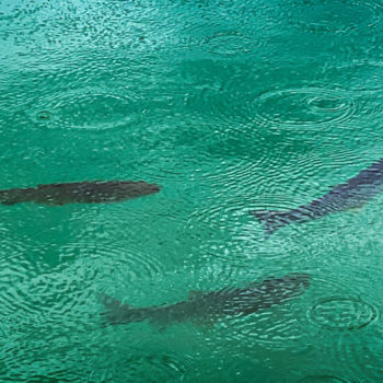 Fotografia intitulada "Rain Coming" por Francois Lemonnier, Obras de arte originais, Fotografia digital Montado em Alumínio