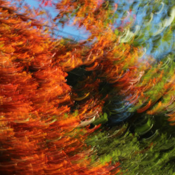 Fotografie getiteld "Plumes d'automne" door François Tondeur, Origineel Kunstwerk, Niet gemanipuleerde fotografie