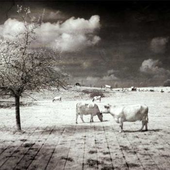 Arts numériques intitulée "Le plancher des vac…" par Françoise André, Œuvre d'art originale, Photo montage