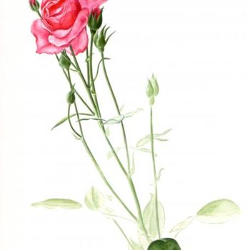 Pintura intitulada "Rose, aquarelle" por François Guiol, Obras de arte originais