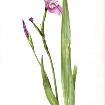 绘画 标题为“Iris vers.” 由François Guiol, 原创艺术品