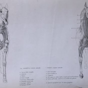 Drawing titled "studi anatomici cav…" by Frank-Oben, Original Artwork, Pencil