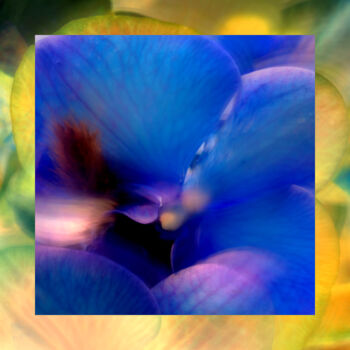 Fotografia intitolato "Blaues Orchideen Wu…" da Frank Wichmann, Opera d'arte originale, Fotografia digitale