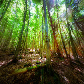 Photographie intitulée "Black Forest" par Frank Wichmann, Œuvre d'art originale, Photographie numérique