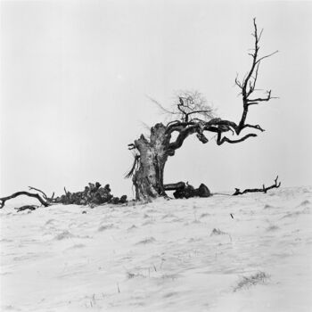 Fotografia intitolato "Wintertrees, Study…" da Franz Hümpfner, Opera d'arte originale, fotografia a pellicola