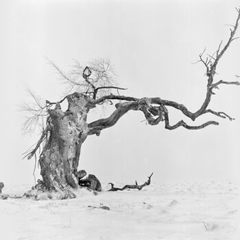 Photographie intitulée "Wintertrees, Study…" par Franz Hümpfner, Œuvre d'art originale, Photographie argentique