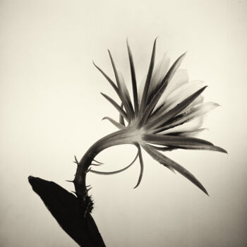 Fotografia zatytułowany „Cactus flower 01, l…” autorstwa Franz Hümpfner, Oryginalna praca, Fotografia filmowa