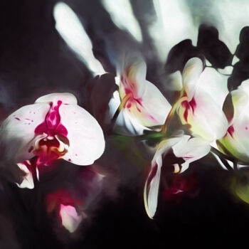 Arte digital titulada "orchid  - homage to…" por Franz Hümpfner, Obra de arte original, Pintura Digital Montado en Aluminio