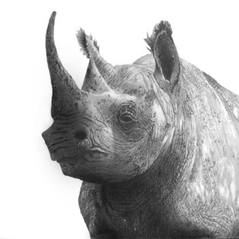 Drawing titled "(black) rhino 1- qu…" by Franzart, Original Artwork, Pencil