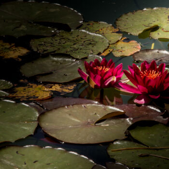 Fotografie mit dem Titel "Water lily in the e…" von Fred-Jürgen Schiele, Original-Kunstwerk, Digitale Fotografie