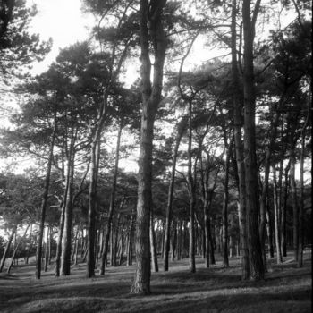 Fotografia intitulada "Les pins" por Frédéric Duchesnay, Obras de arte originais, Fotografia de filme