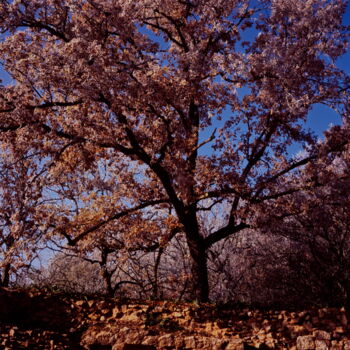 Photography titled "L'arbre à Castelnaud" by Frédéric Duchesnay, Original Artwork, Analog photography