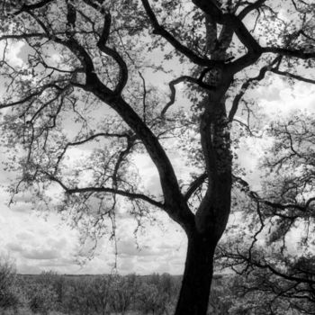 摄影 标题为“L'arbre en noir” 由Frédéric Duchesnay, 原创艺术品, 电影摄影
