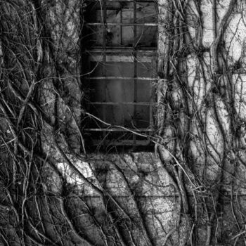 Photographie intitulée "Vieilles branches" par Frédéric Duchesnay, Œuvre d'art originale, Photographie argentique